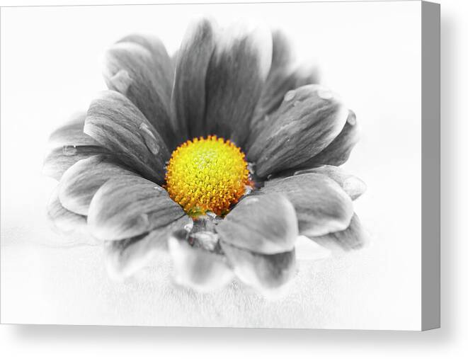Flower Canvas Print featuring the photograph Floating Flower by Tanya C Smith