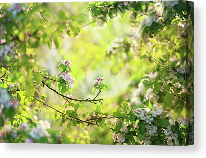 Grass Canvas Print featuring the photograph Floral Frame - Spring Orchard Blooming by Konradlew
