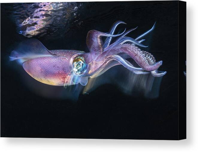 Calamar Canvas Print featuring the photograph Flow Of Squid by Barathieu Gabriel