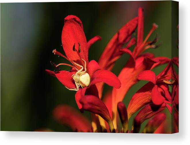 Animals Canvas Print featuring the photograph Flower Spider on Crocosmia by Robert Potts