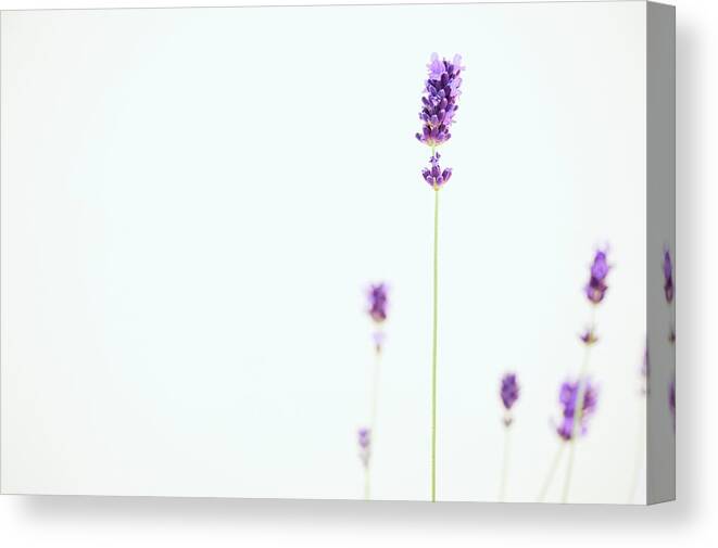 Purple Canvas Print featuring the photograph Flowering Lavender by Amesy