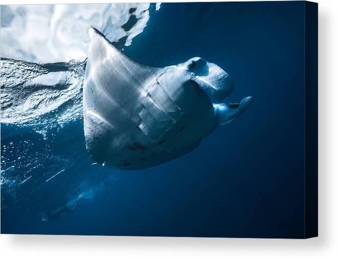 Underwater Canvas Print featuring the photograph Flying Manta Ray by Barathieu Gabriel