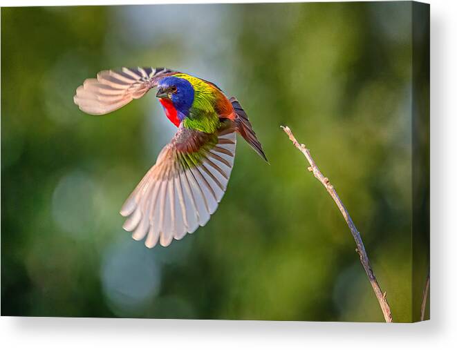 Wildlife Canvas Print featuring the photograph Flying Painted Bunting by Keren Wang