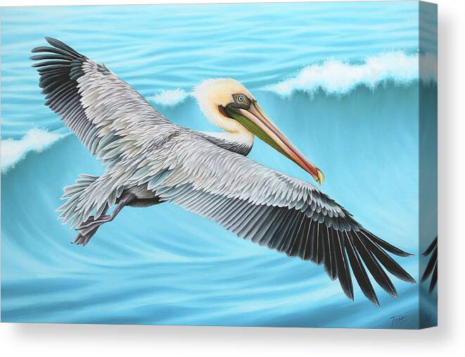 Pelican Canvas Print featuring the painting Flying Pelican by Tish Wynne