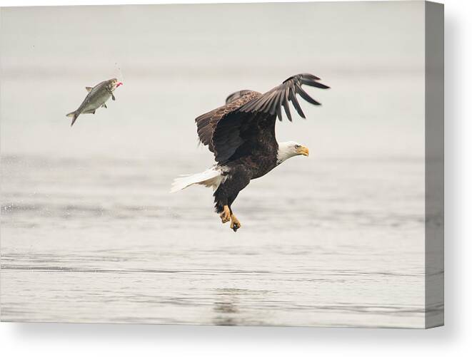 Usa Canvas Print featuring the photograph Flying Together by Wei Tang