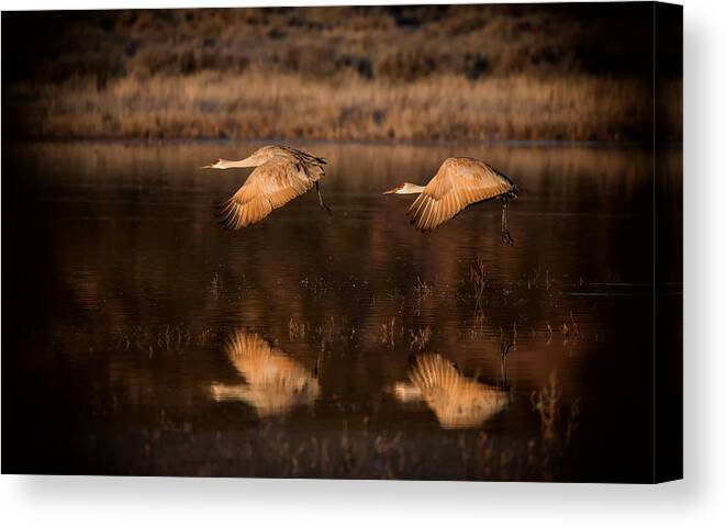 Cranes/couple/follow/flying/reflection/pond/sunrise/wildlife/animals Canvas Print featuring the photograph Follow by Hao Jiang