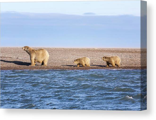 Arctic Canvas Print featuring the photograph Follow Me Kids by Juli Ellen