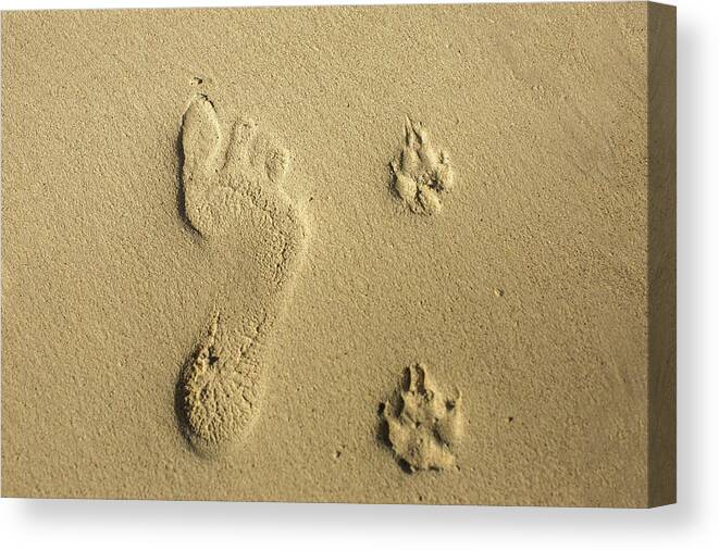 Human Print Canvas Print featuring the photograph Foot print and paw prints by Julieta Belmont