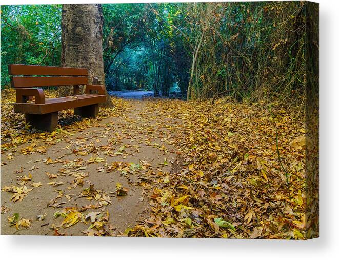 Beautiful Canvas Print featuring the photograph Footpath With Bench And Foliage, In Tel Dan Nature Reserve by Ran Dembo
