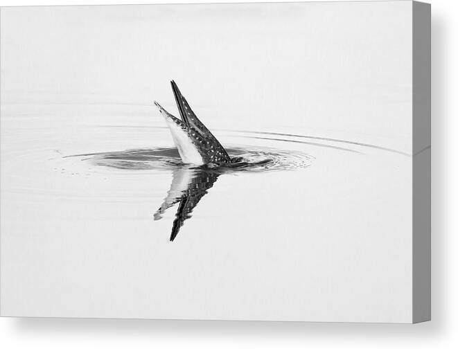 Monochrome Canvas Print featuring the photograph Foraging In The Water by Alex Zhao