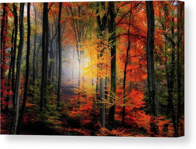 Forest Canvas Print featuring the photograph Forest Light by Philippe Sainte-Laudy