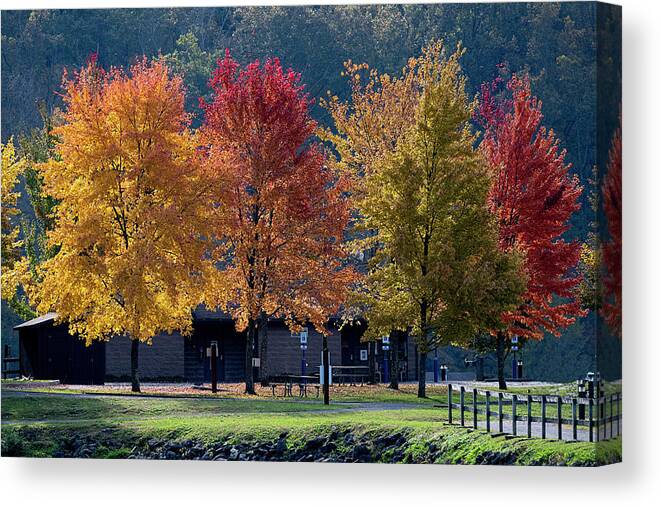 Fall Canvas Print featuring the photograph Four tree lineup by Dan Friend