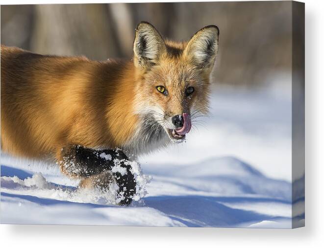 Wild Canvas Print featuring the photograph Fox Hunting In Winter by Mircea Costina