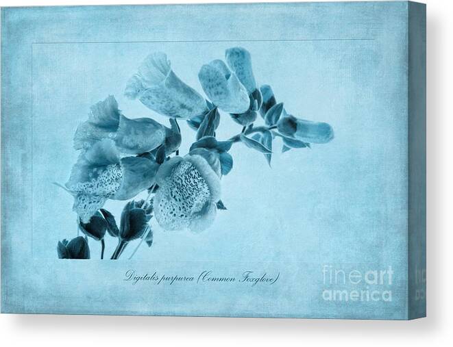 Cyanotype Canvas Print featuring the painting Foxgove Cyanotype by John Edwards