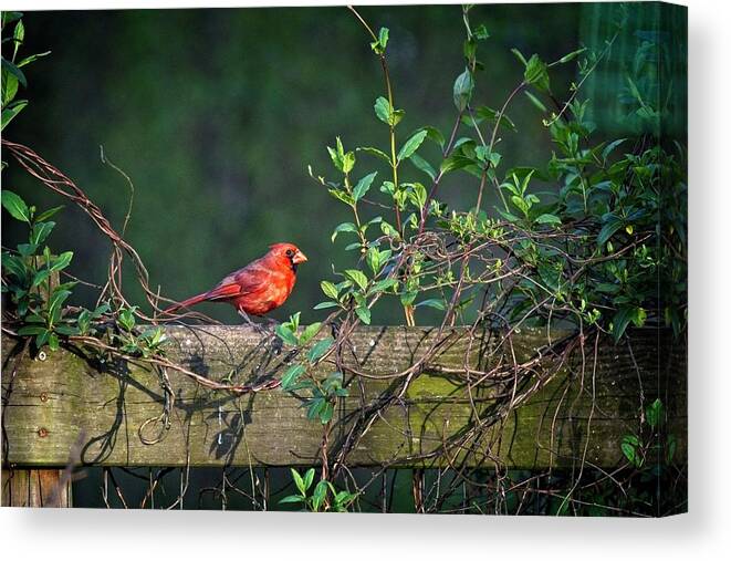 Wildlife Canvas Print featuring the photograph Framed Cardinal by John Benedict