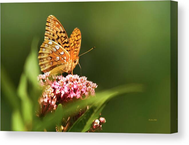 Butterfly Canvas Print featuring the photograph Fritillary butterfly On Pink Milkweed Flower by Christina Rollo