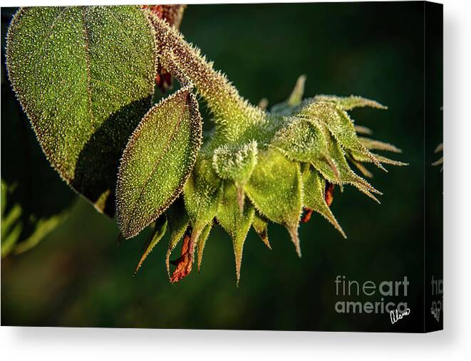 Maine Canvas Print featuring the photograph Frost on Sunflower by Alana Ranney