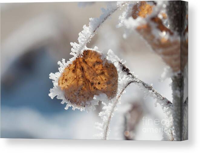 Colorado Canvas Print featuring the photograph Frosted Aspen Leaf by Julia McHugh