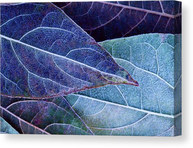 Snow Canvas Print featuring the photograph Frosty Leaves by Ithinksky