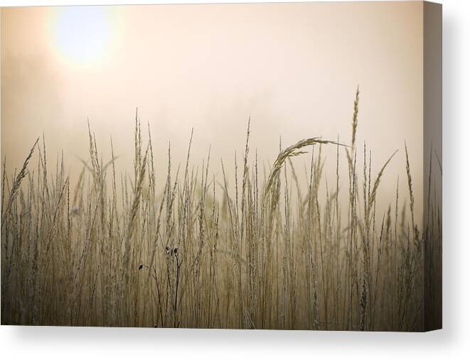 Scenics Canvas Print featuring the photograph Frozen Grass At Hazy Morning by Alexkotlov