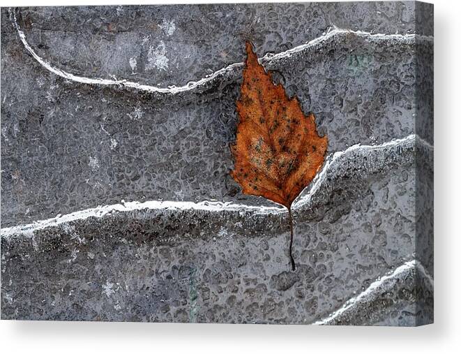 Leaf Canvas Print featuring the photograph Frozen Leaf by Bertrand Kulik