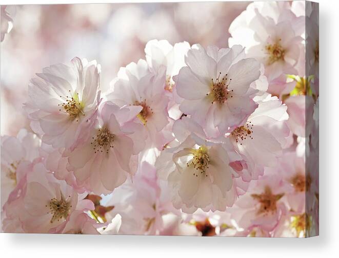 Apricot Tree Canvas Print featuring the photograph Fruit Tree Flower by Alesveluscek