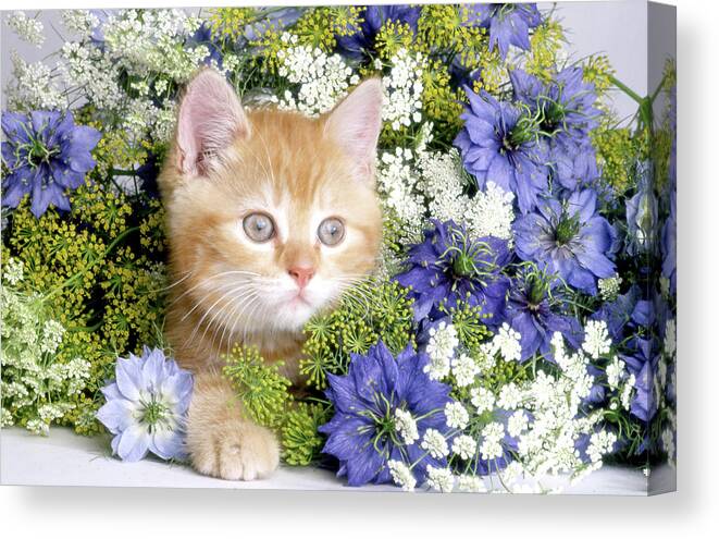 Animals Canvas Print featuring the mixed media Fs1781 C06_067a_126 by Art House Design