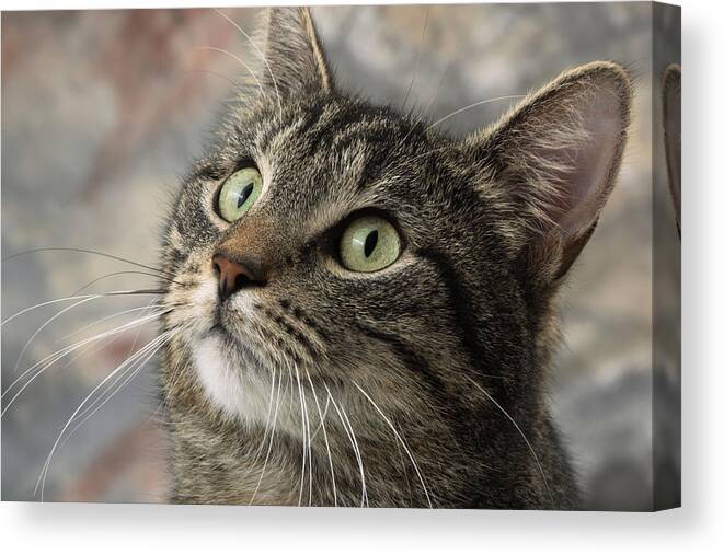 Animal Canvas Print featuring the photograph Fs462 Jle00240 by Art House Design