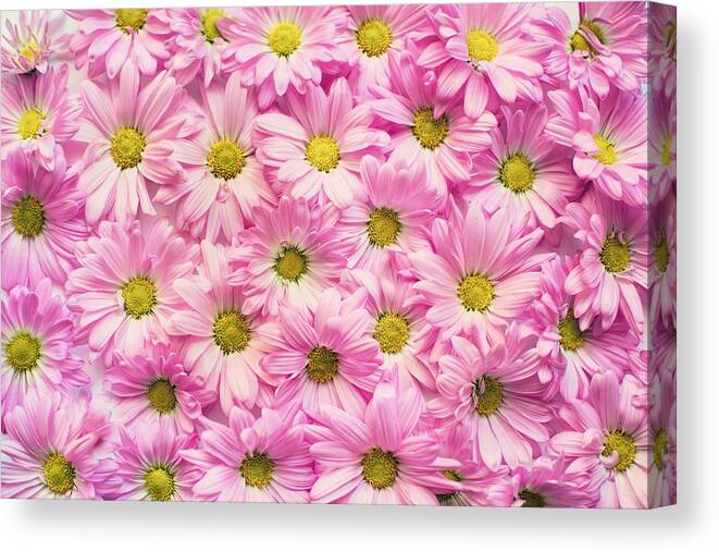 Flowers Canvas Print featuring the photograph Full of pink flowers by Top Wallpapers