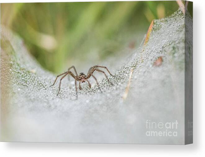 Africa Canvas Print featuring the photograph Funnel-web Spider by Peter Chadwick/science Photo Library