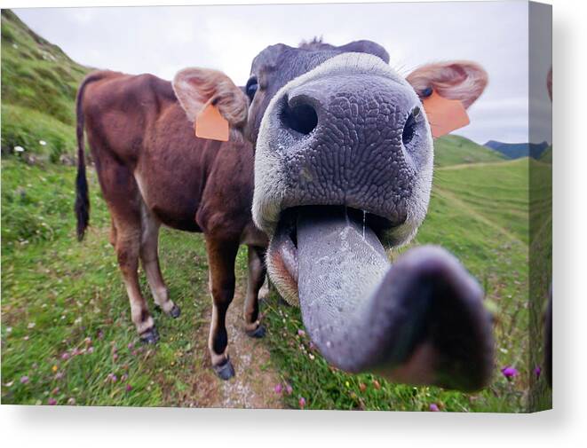 Grass Canvas Print featuring the photograph Funny Cow Tongue by Tristan Savatier