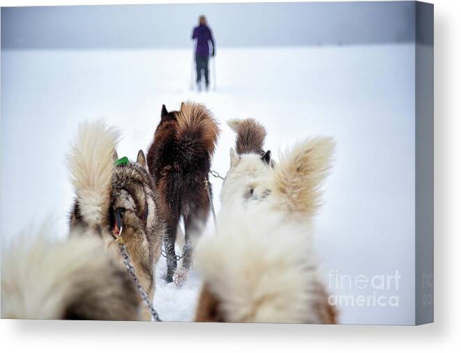 Dog Canvas Print featuring the photograph Fuzzy Tails Across the Snow by Becqi Sherman