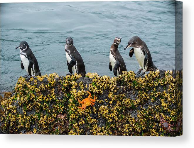 Animal Canvas Print featuring the photograph Galapagos Penguin On Rock by Tui De Roy