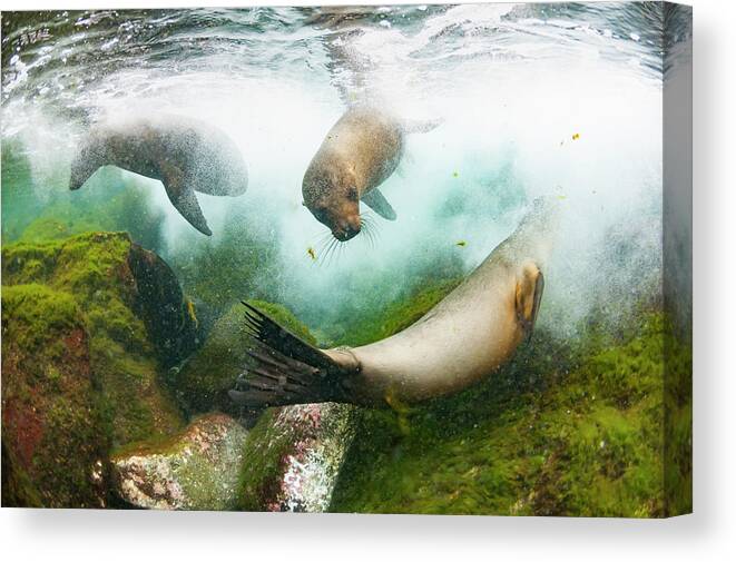 Animal Canvas Print featuring the photograph Galapagos Sea Lions Playing Underwater by Tui De Roy