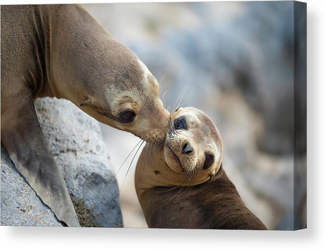 Animal Canvas Print featuring the photograph Galapagos Sealion Nuzzling Her Pup by Tui De Roy