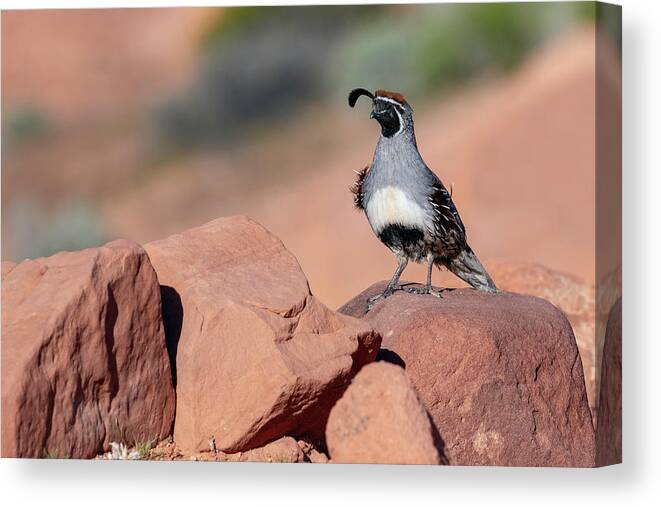 America Canvas Print featuring the photograph Gambels Quail one by James Sage