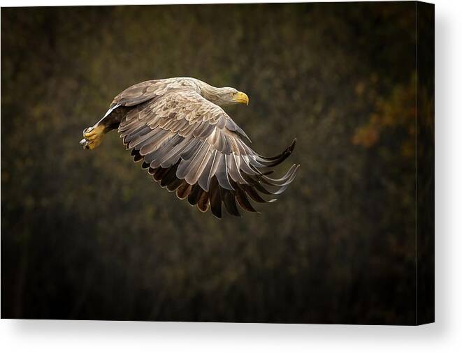Eagle Canvas Print featuring the photograph Gandalf Eagle by Marcel peta