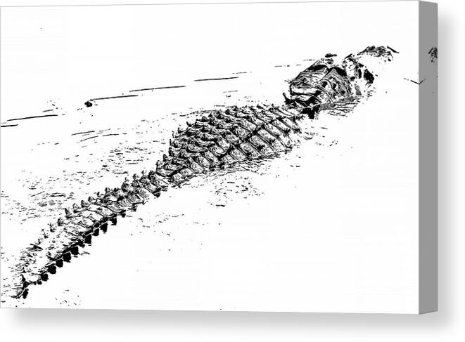 Alligator Canvas Print featuring the photograph Gator Crossing by Michael Allard