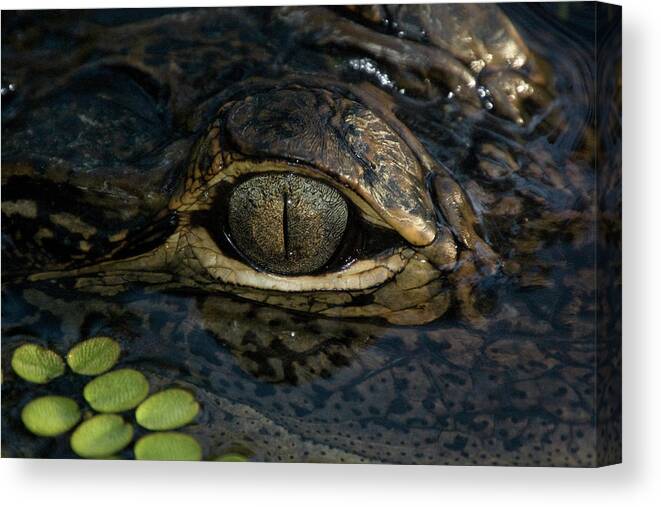 Alligator Canvas Print featuring the photograph Gators Eye by Joe Leone