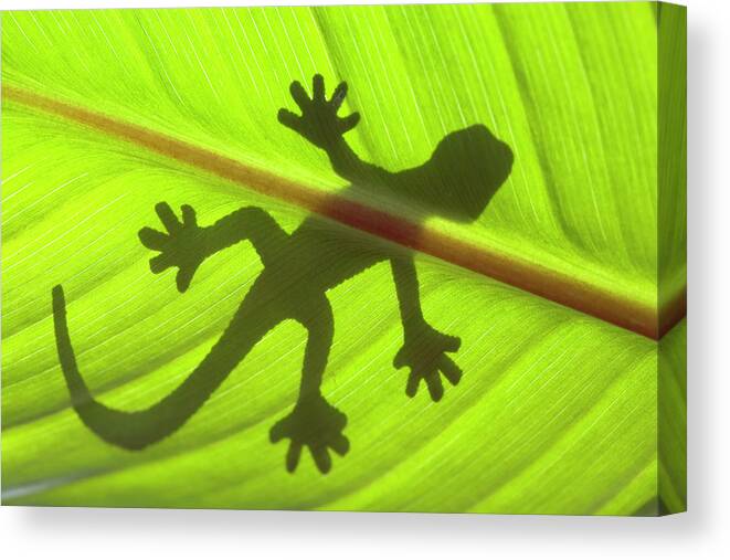 Shadow Canvas Print featuring the photograph Gecko by Nick M Do