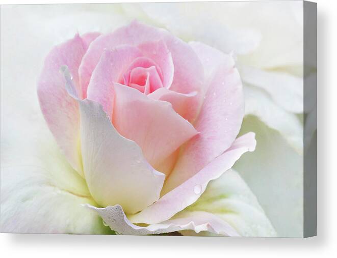 Gentle Beauty Canvas Print featuring the photograph Gentle Beauty by Patty Colabuono