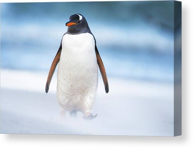 Heike Odermatt Canvas Print featuring the photograph Gentoo Penguin On Windy Beach by Heike Odermatt