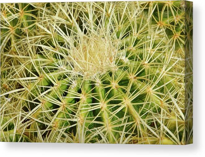 Giant Barrel Cactus Canvas Print featuring the photograph Geometry of Spines II by Leda Robertson