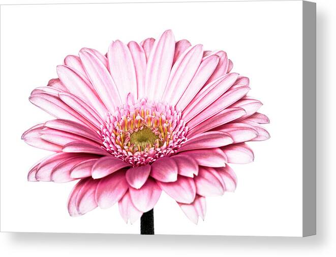 Flora Canvas Print featuring the photograph Gerbera by Tanya C Smith