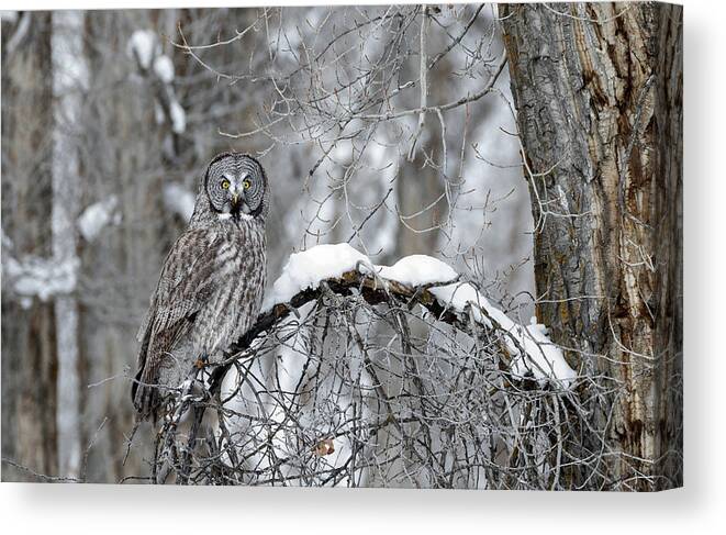 Owls Canvas Print featuring the photograph Ghost of the North by Ronnie And Frances Howard