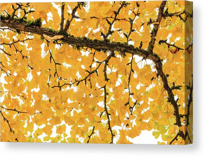 Japanese Garden Canvas Print featuring the photograph Ginkgo Elbowa by Briand Sanderson