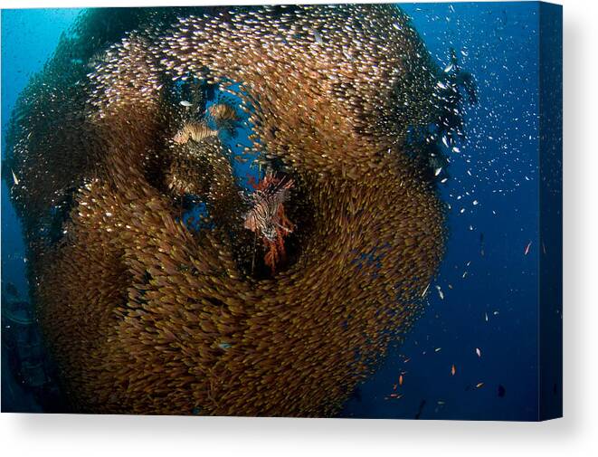 Lion Fish Canvas Print featuring the photograph Glass And Lion Fish by Ilan Ben Tov