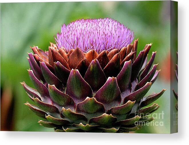 Cynara Scolymus Canvas Print featuring the photograph Globe Artichoke Flower by Dr Keith Wheeler/science Photo Library