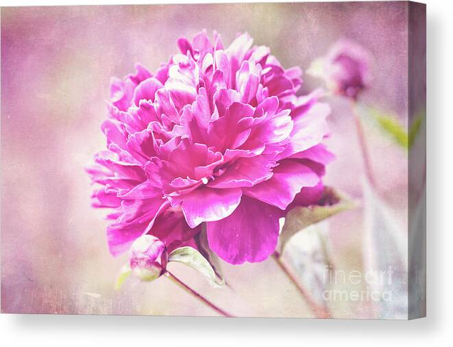 Pink Peony Canvas Print featuring the photograph Glorious Pink Peony by Anita Pollak