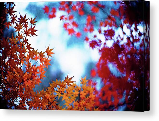 Tranquility Canvas Print featuring the photograph Glowing November by Moaan